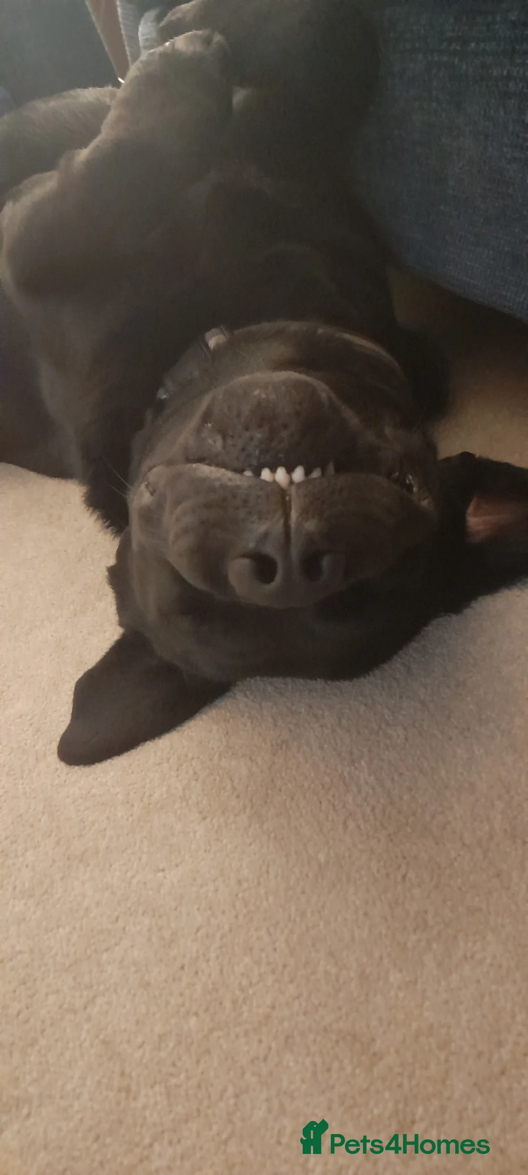 Labrador Retriever dogs for sale: Bodhi - Advert 2