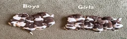 English Springer Spaniel dogs for sale: 🐶KC REG SPRINGER SPANIEL PUPPIES READY 3rd JULY🐶 - Advert 1