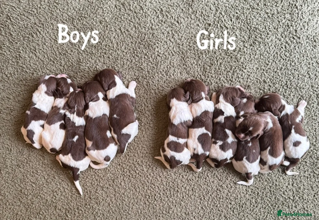 English Springer Spaniel dogs for sale: 🐶KC REG SPRINGER SPANIEL PUPPIES READY 3rd JULY🐶 - Advert 1