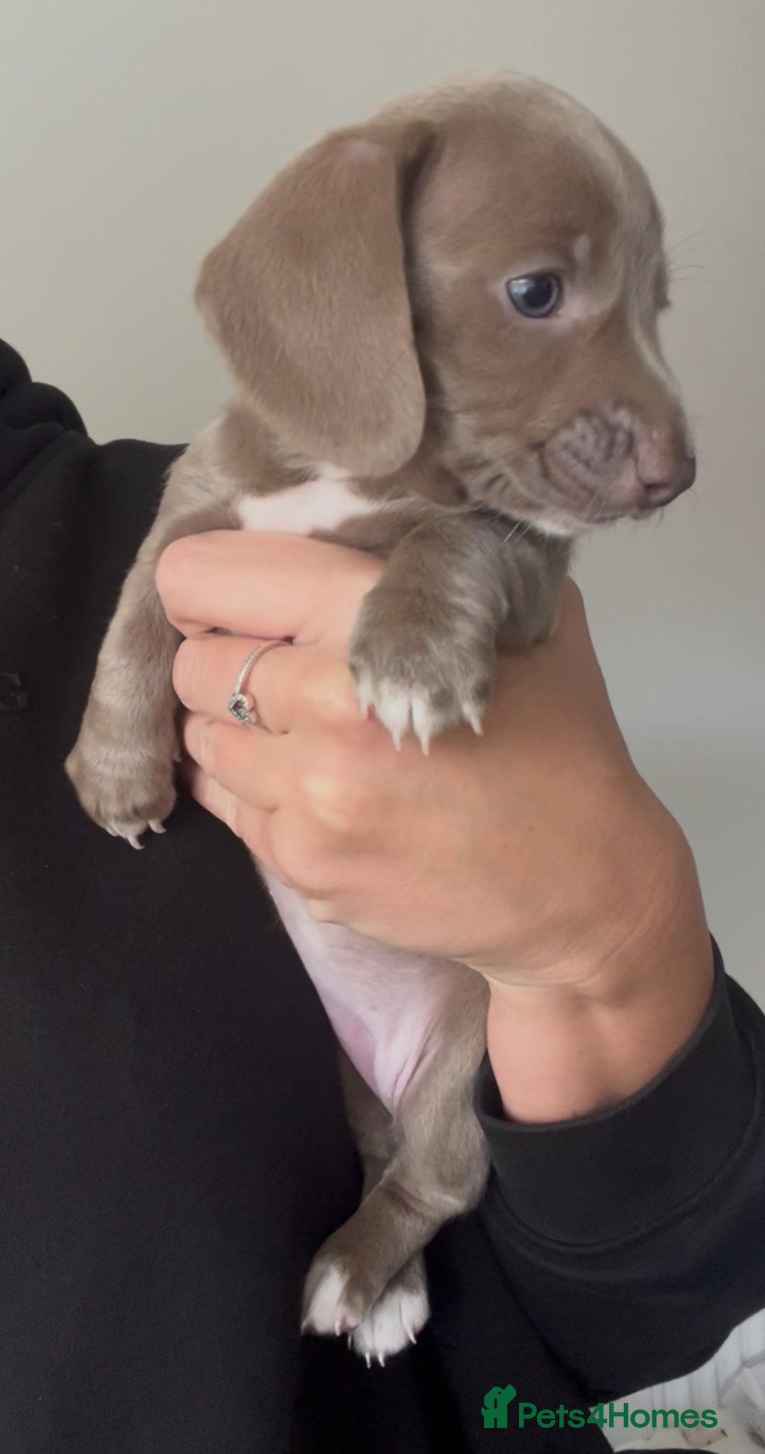 Miniature Dachshund dogs for sale: ✨ THE LAST BEAUTIFULLY BRED KC REG GIRL  - Image 4