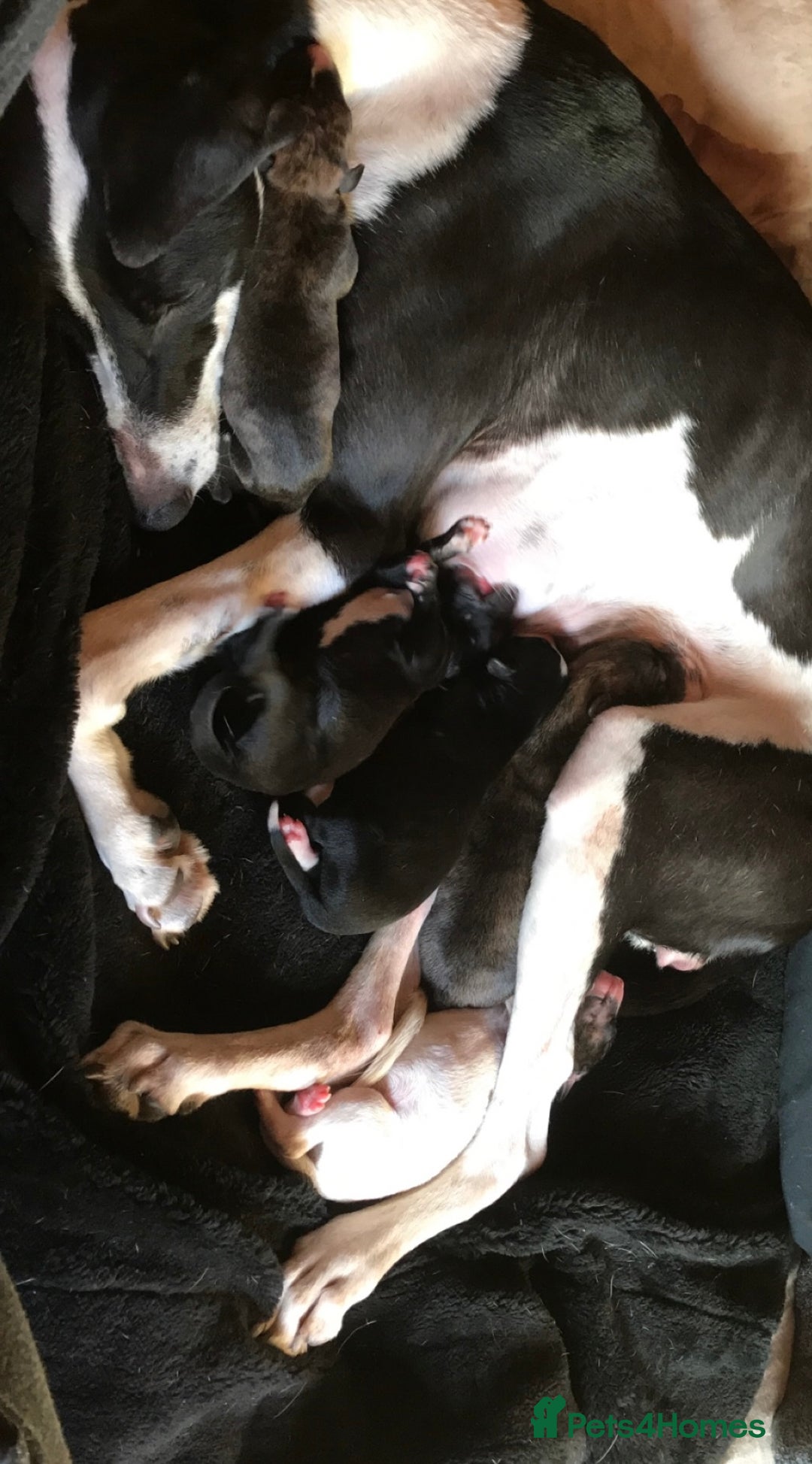 Mixed Breed dogs for sale: Stunning lurcher pup    - Image 7