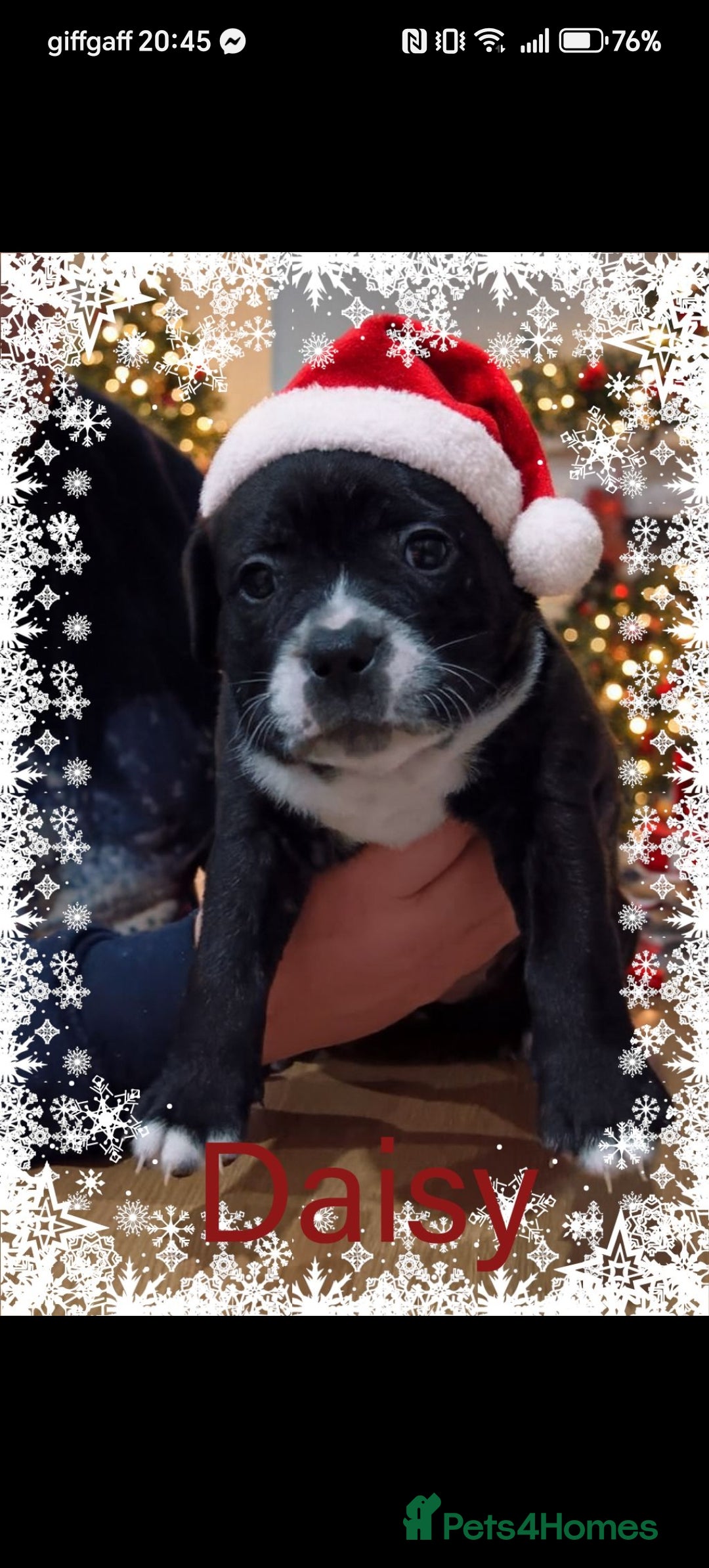 Staffordshire Bull Terrier dogs for sale: Staffy pups - Advert 1