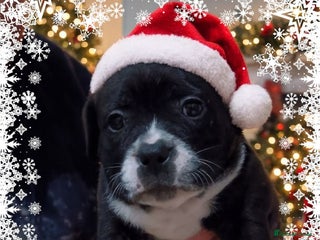 Staffordshire Bull Terrier dogs Staffy pups - Advert 1