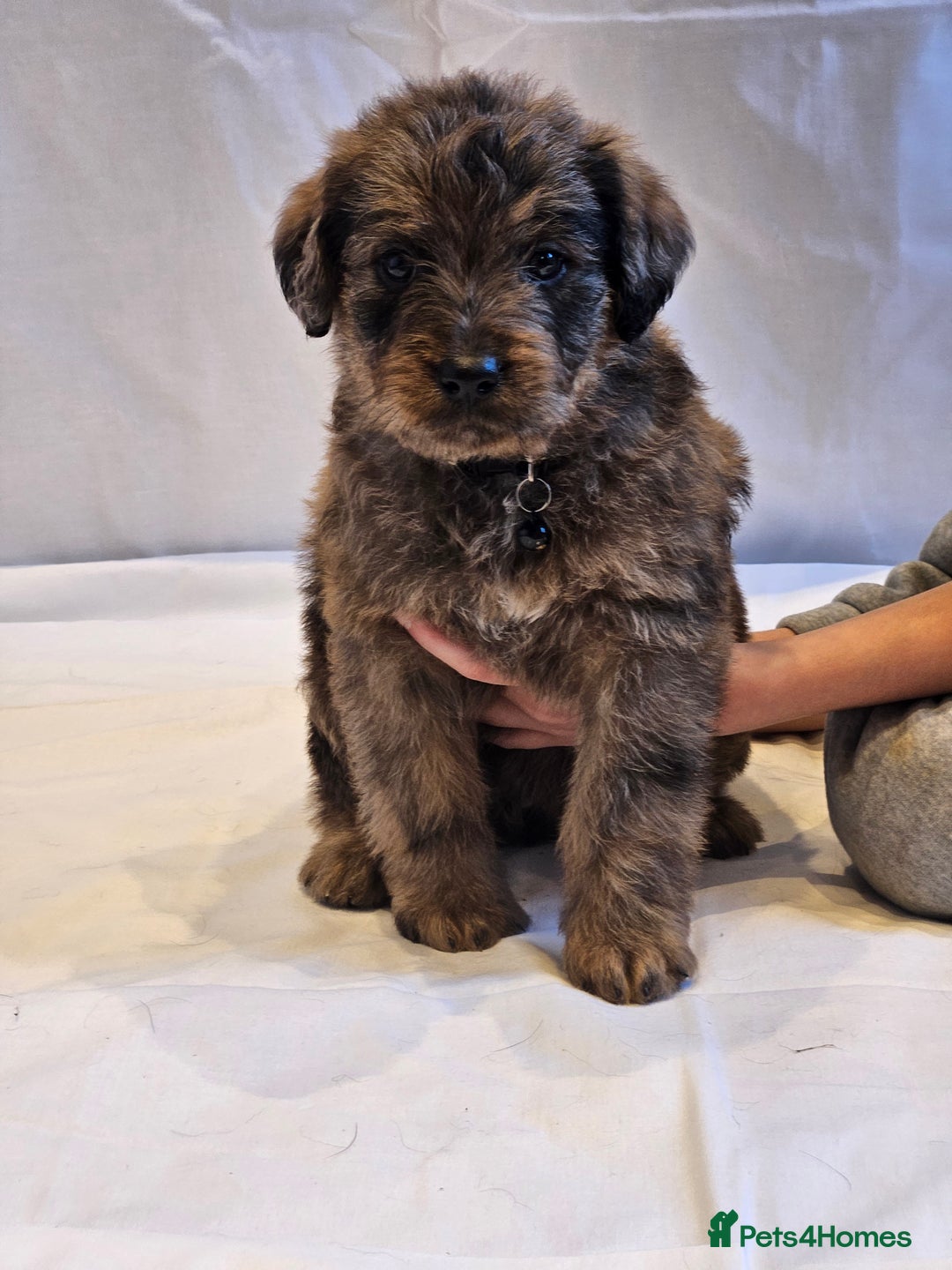 Mixed Breed dogs for sale: Rottweiler x poodle puppies ✨️ready now✨️ - Advert 9