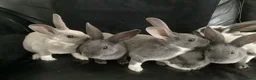 Rex rabbits for sale: Mini rex - Advert 3