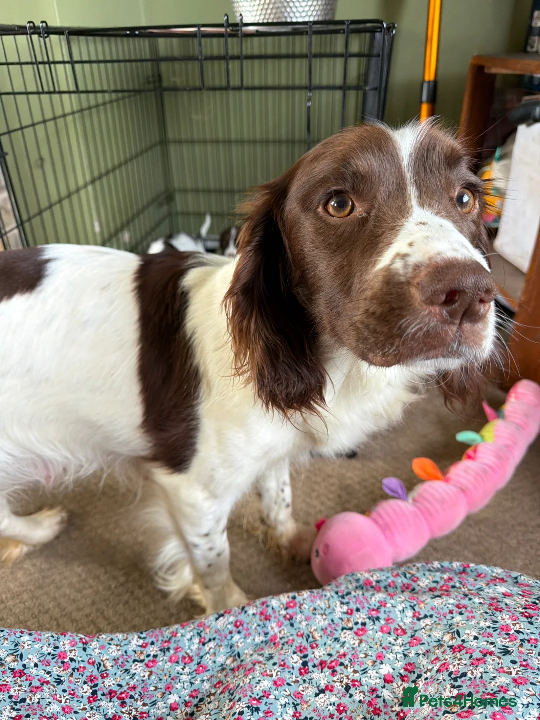 Sprocker dogs for sale: Chunky Sprocker spaniels  - Advert 2