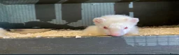 Ferret rodents for sale: baby albino ferret - Advert 3
