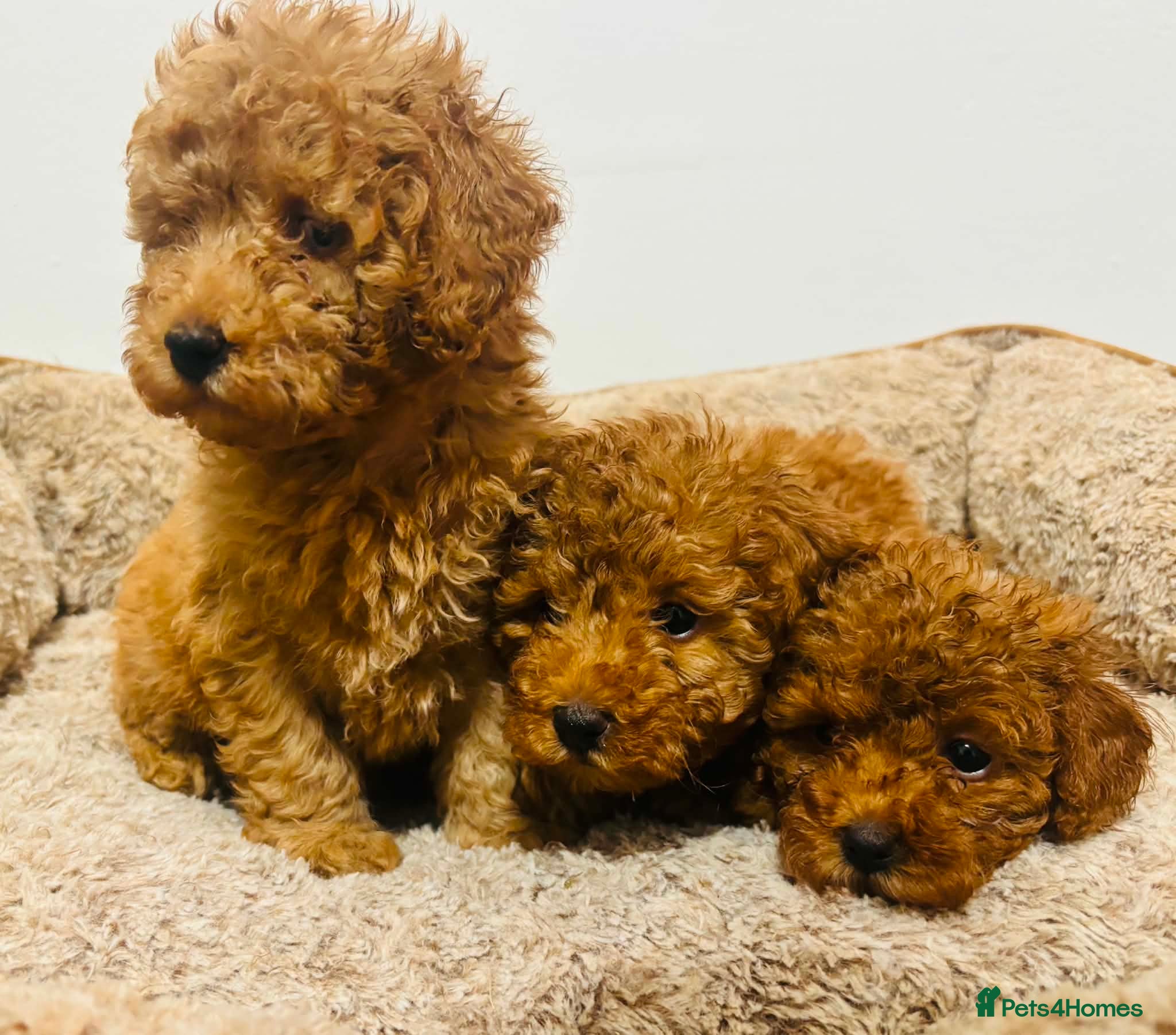Toy Poodle dogs Toy Poodle - Advert 2