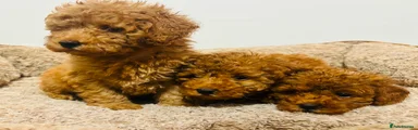 Toy Poodle 2