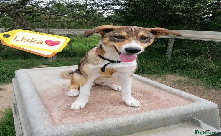 Mixed Breed dogs - Advert 8