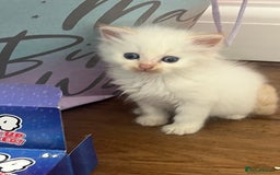Ragdoll cats for sale: REDUCED £250 last flame point boy - Image 1