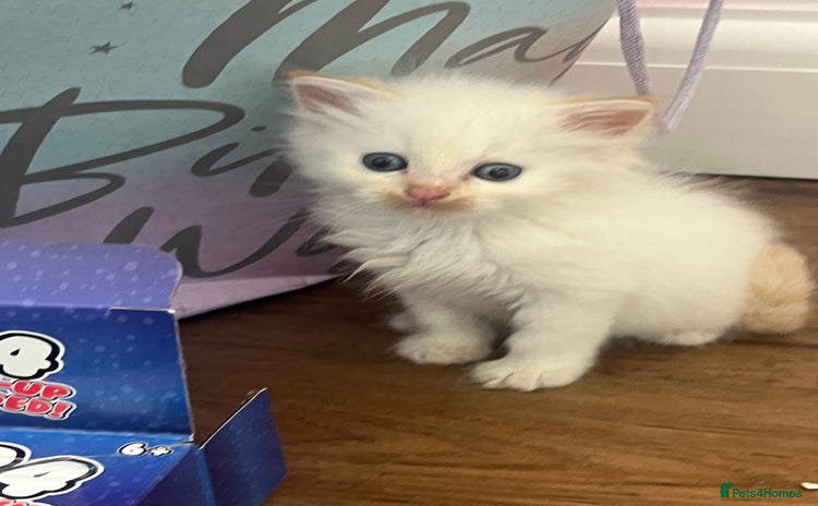 Ragdoll cats - Advert 11