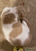 British Shorthair cats - Advert 2