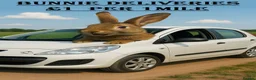 Continental Giant rabbits for sale: Pure Continental Giant Vaccinated  - Advert 31