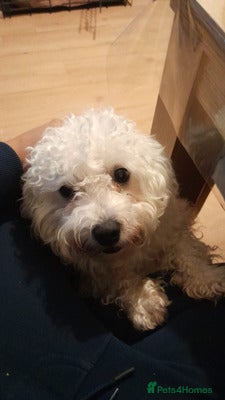 Maltese dogs beautiful maltese girl - Advert 1