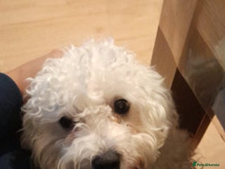 Maltese dogs beautiful maltese girl - Advert 1