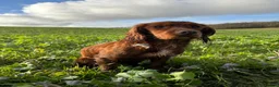 Cocker Spaniel dogs for stud: Fully health tested KCdark red working cocker stud - Advert 5