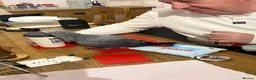 Parrots birds for sale: Hand reared African grey (female)  - Advert 16