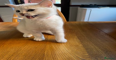 British Shorthair cats - Advert 10