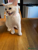 British Shorthair cats - Advert 14
