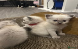 Ragdoll cats for sale: Gorgeous blue point ragdoll kittens (1F & 2M left) - Image 5