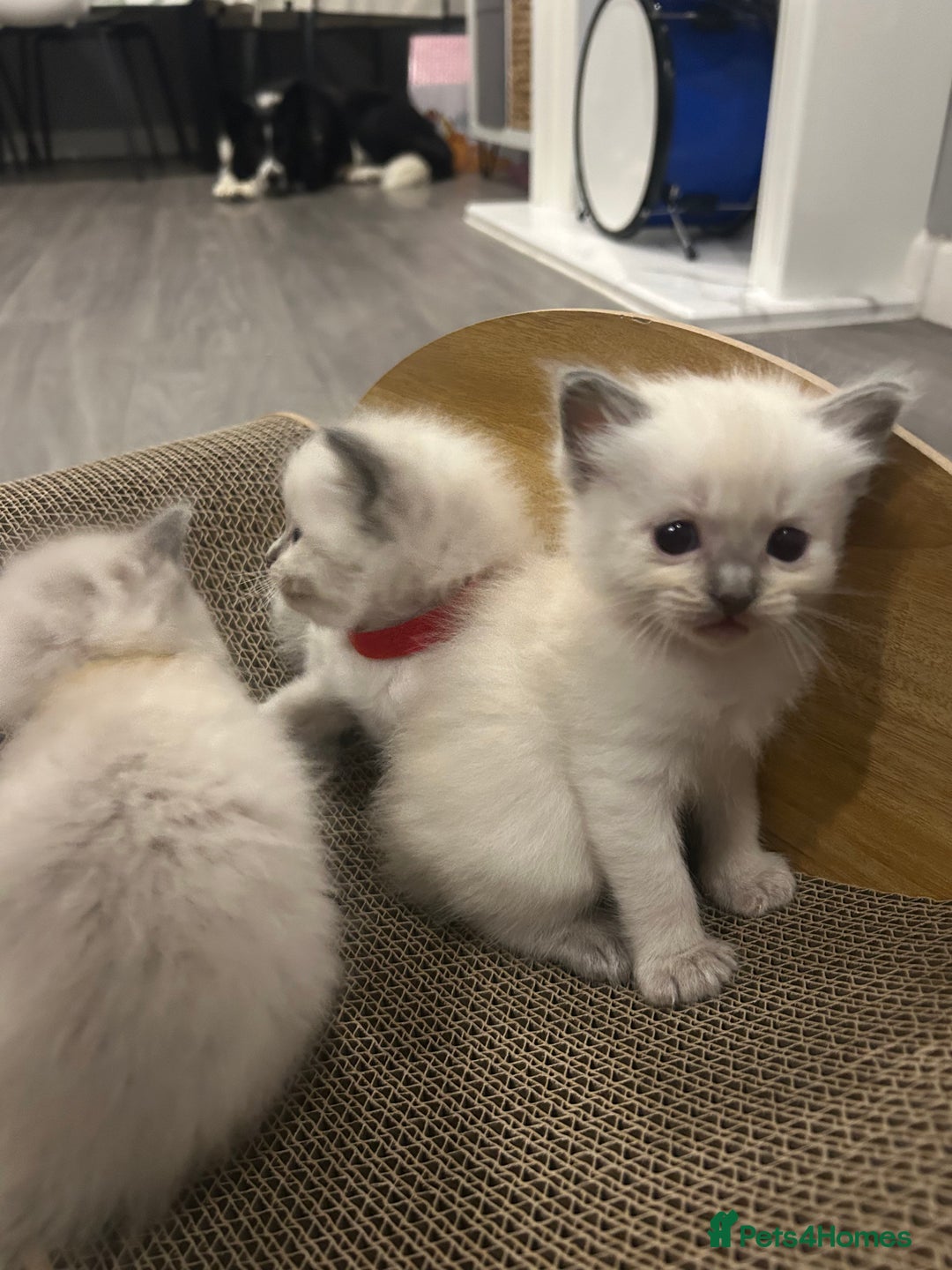 Ragdoll cats for sale: Gorgeous blue point ragdoll kittens (1F & 2M left) - Image 5