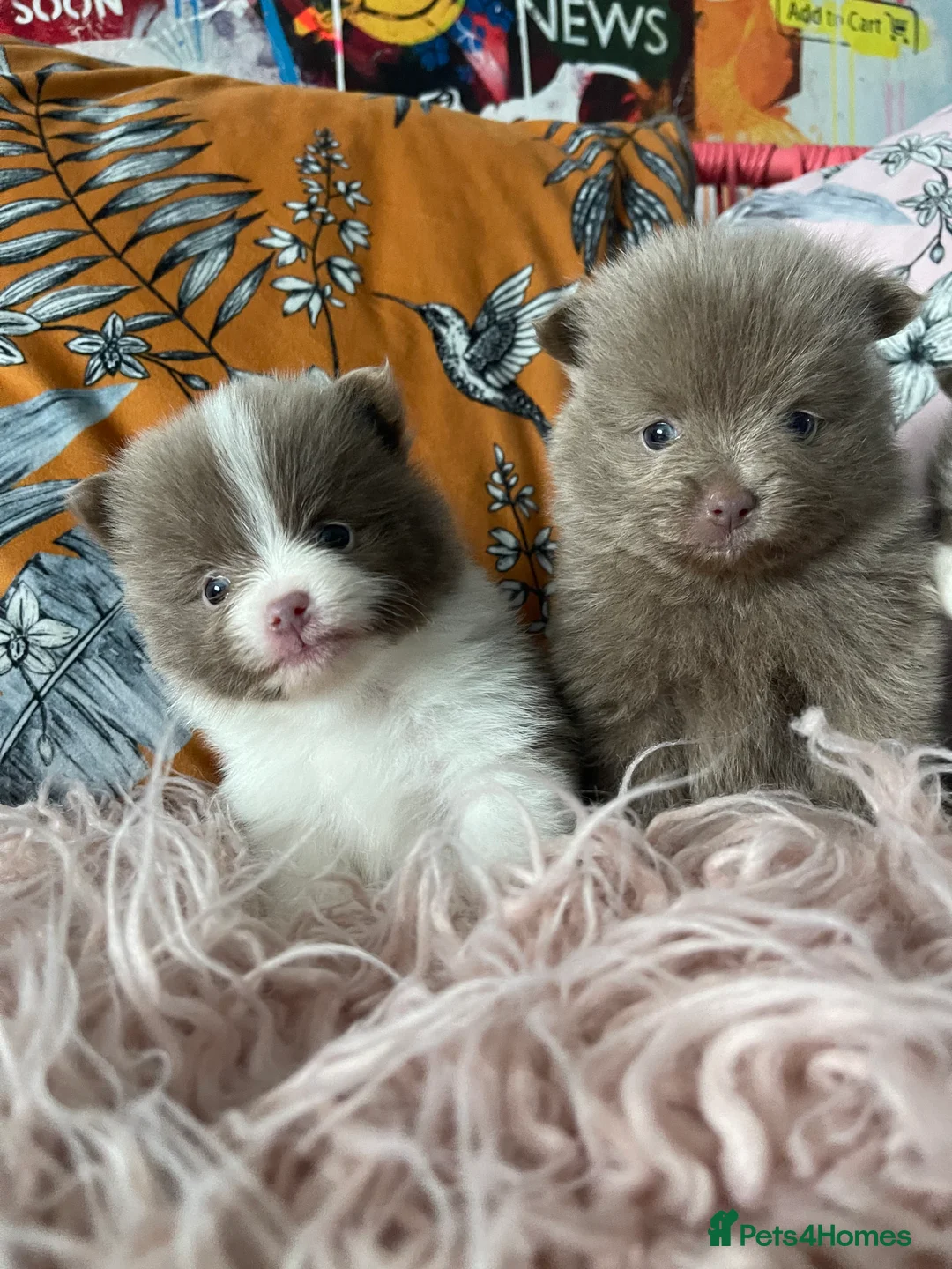 Pomeranian dogs for sale: 💜 LILAC PARTI POMERANIANS 💜 - Advert 1