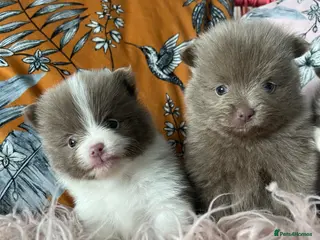 Pomeranian dogs 💜XS LILAC PARTI POMERANIANS 💜 - Advert 6