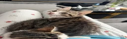 Mixed Breed cats for sale: Tabby kitten in Glasgow - Advert 15
