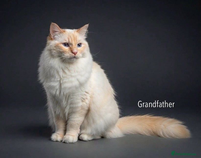 Ragdoll cats for sale: Last Pedigree ragdoll💕  (docs and certificates) - Advert 2