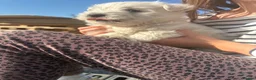 West Highland Terrier dogs for sale: West highland terrier puppies  in Northampton - Advert 4