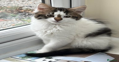 Mixed Breed cats - Advert 11