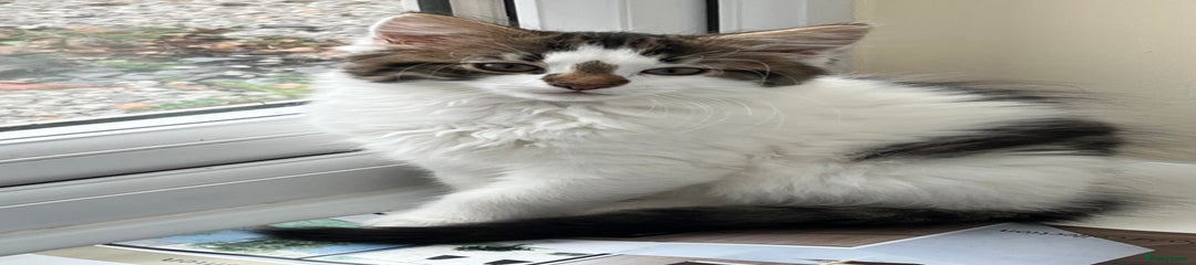 Mixed Breed Kitten 2