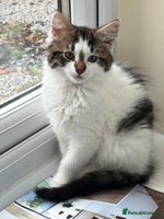 Mixed Breed cats - Advert 6