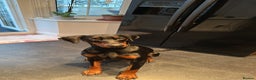Dobermann dogs for sale: Zeena.   Doberman  - Advert 5