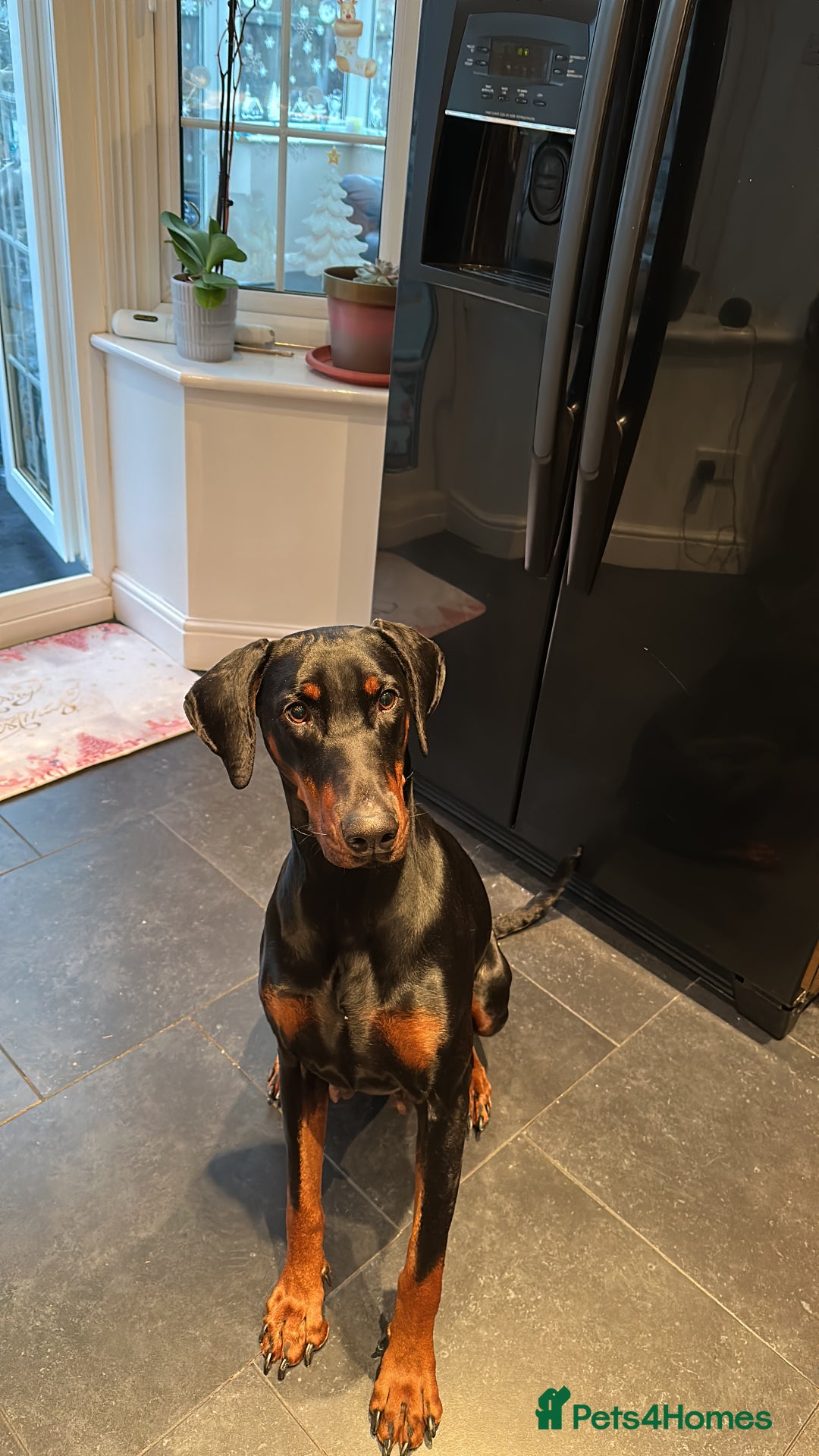Dobermann dogs for sale: Zeena.   Doberman  - Advert 5