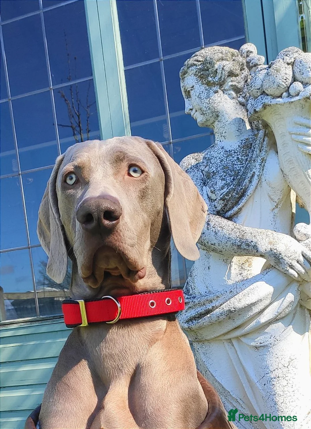 Weimaraner dogs for stud: 🌟Superb🌟Proven🌟Hip Scored🌟KC in Woodbridge - Advert 34