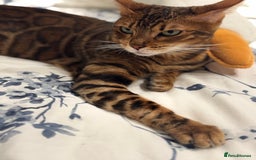 Bengal cats for sale: Beautiful Female Cat🥰🥰🥰🥰🥰 - Image 2