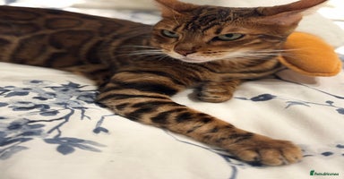 Bengal cats - Advert 5