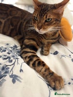 Bengal cats - Advert 2
