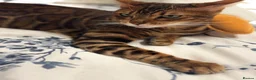 Bengal cats for sale: Beautiful Female Cat🥰🥰🥰🥰🥰 - Advert 2