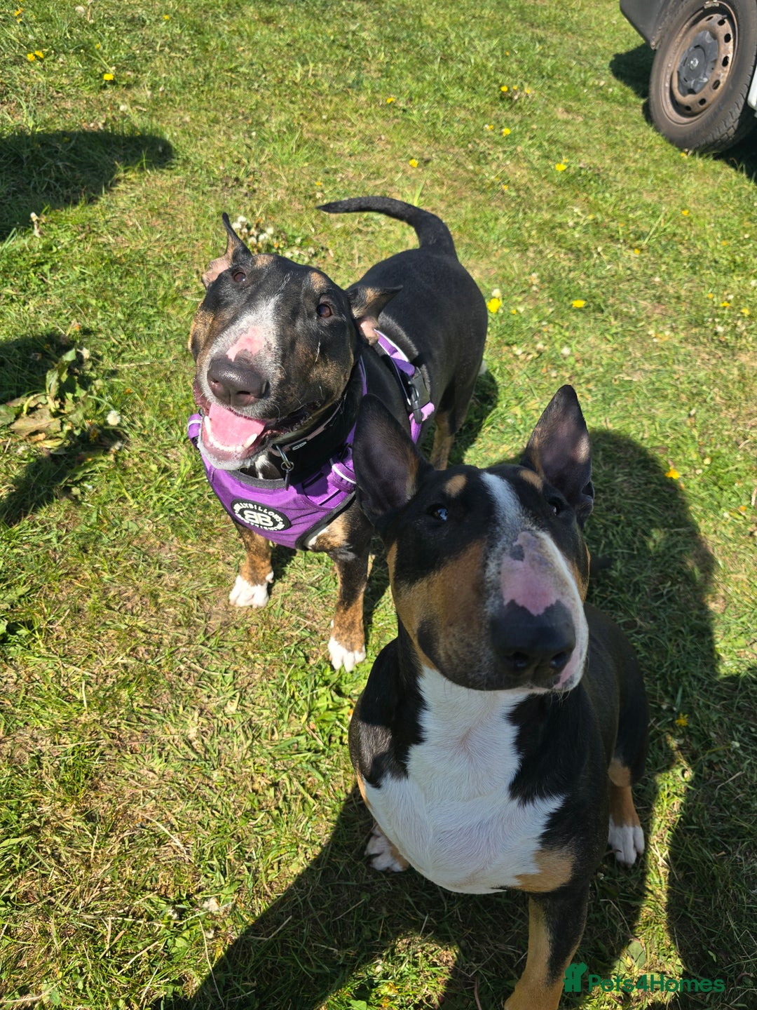 English Bull Terrier dogs for sale: Beautiful girl - Image 22