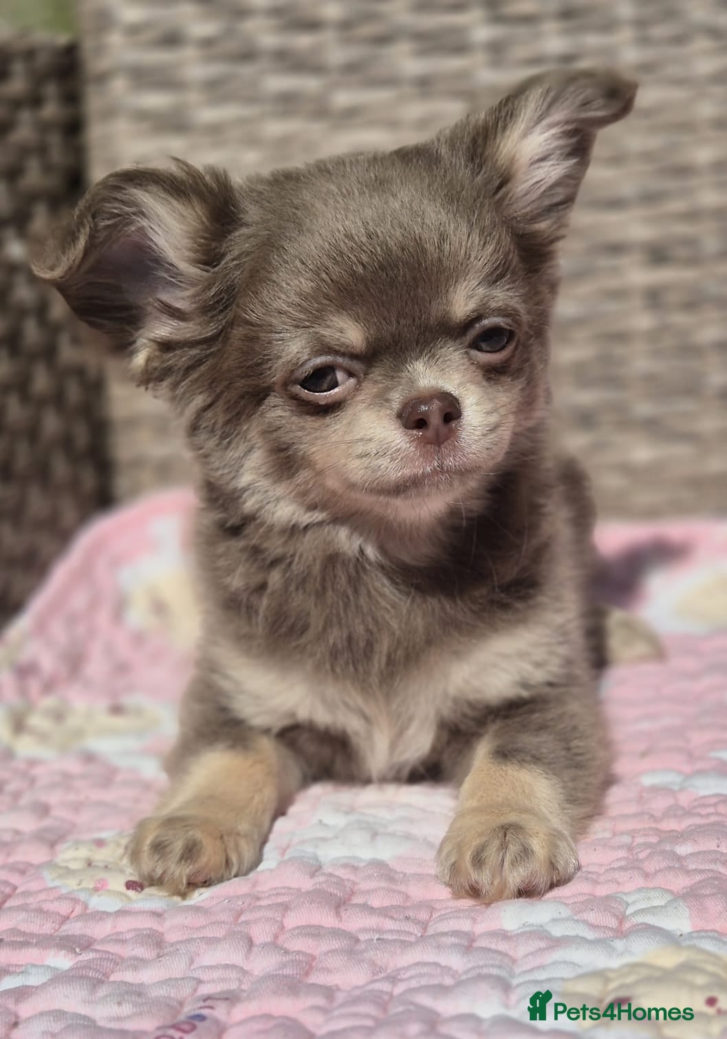 Chihuahua dogs Amazing Longcoat Chihuahua Puppies. READY NOW - Advert 1