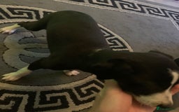 Mixed Breed dogs for sale: Stunning lurcher pup    - Image 3