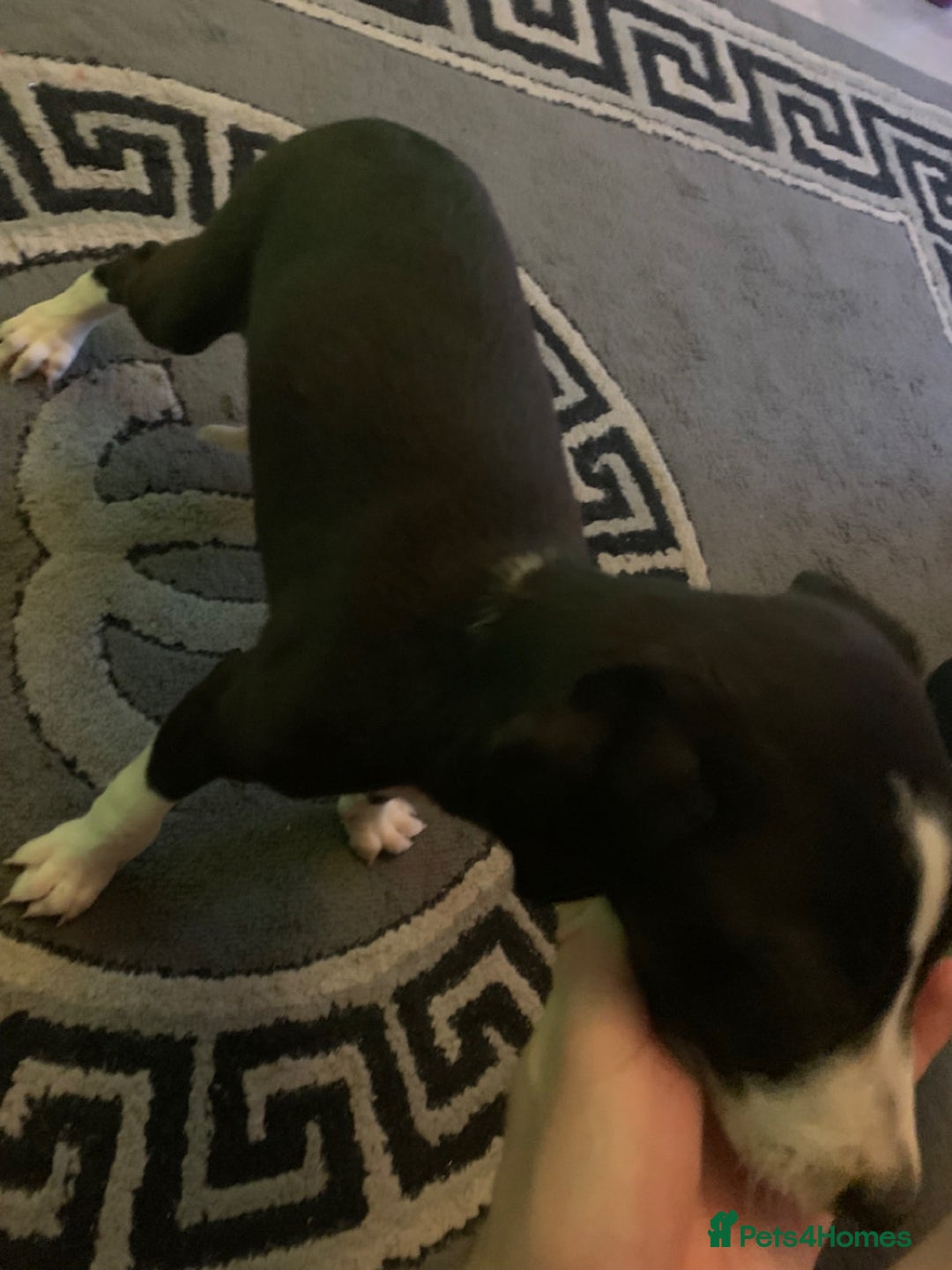 Mixed Breed dogs for sale: Stunning lurcher pup    - Image 3