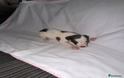 Whippet dogs for sale: Whippet pups for sale  - Advert 7