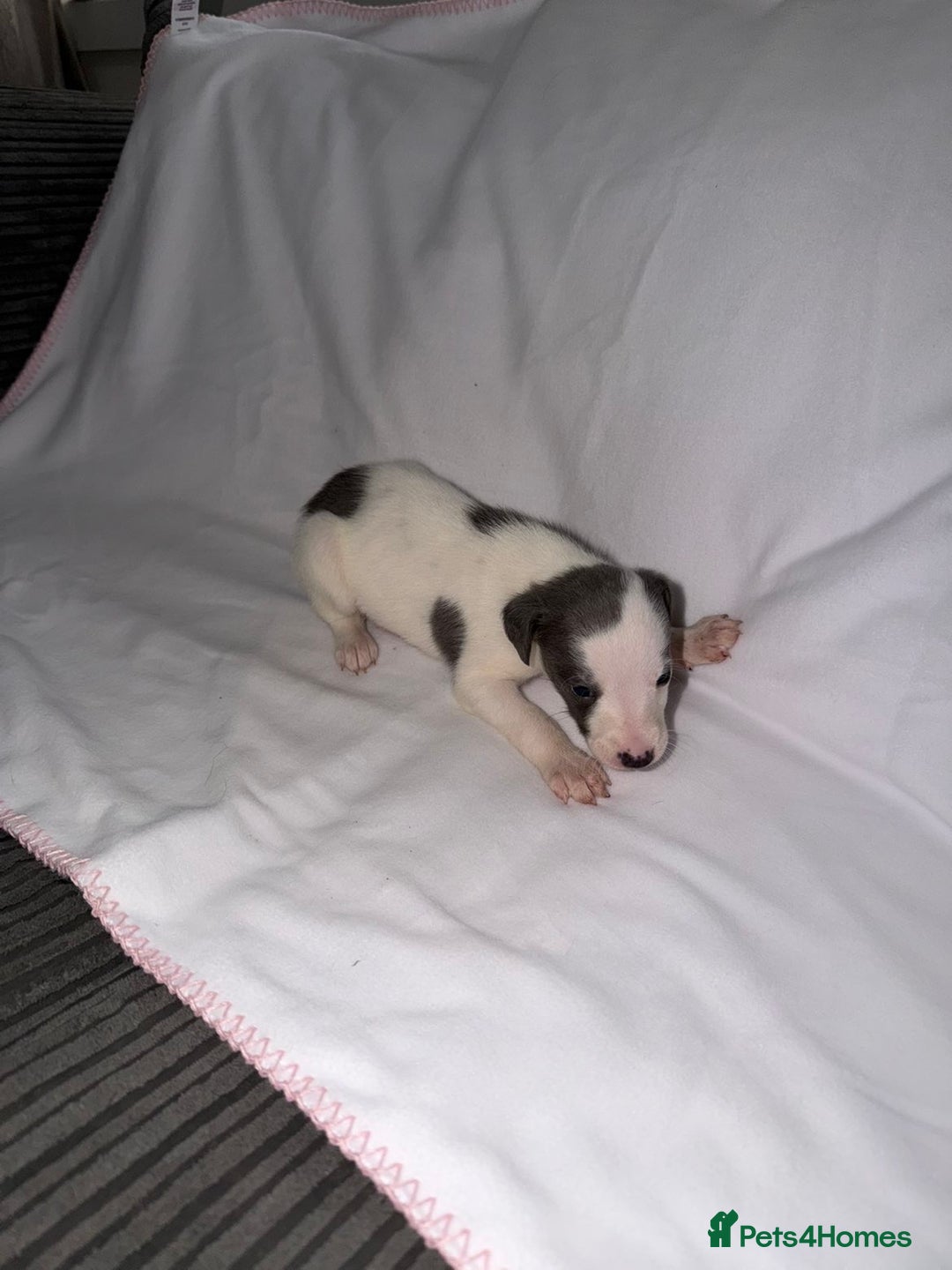 Whippet dogs for sale: Whippet pups for sale  - Advert 7
