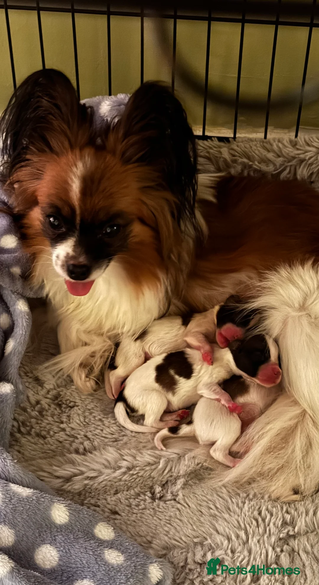 Papillon dogs for sale: Papillon puppies for sale in Watford - Advert 1