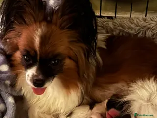 Papillon dogs Papillon puppies for sale in Watford - Advert 1