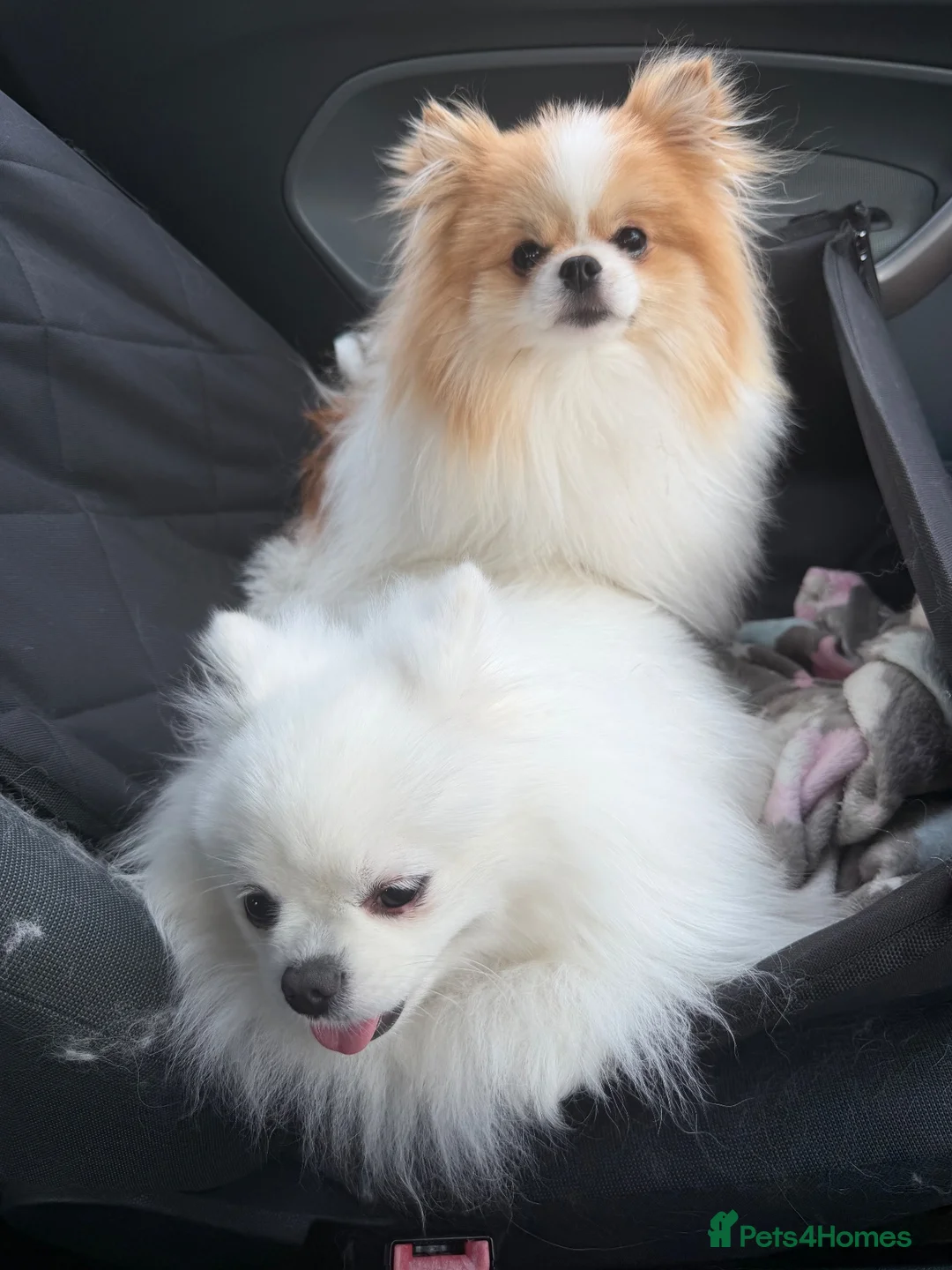 Pomeranian dogs for sale: Two special Pomeranians must go together  - Advert 5